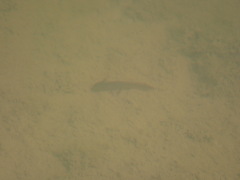 Pleurodelinae