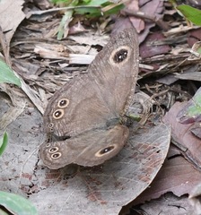 Ypthima horsfieldii humei