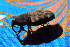 Rhabdoscelus obscurus