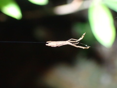 Miagrammopes orientalis