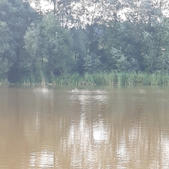 Podiceps cristatus