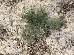 Corynephorus canescens