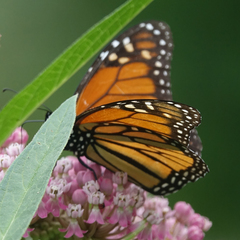Danaus plexippus