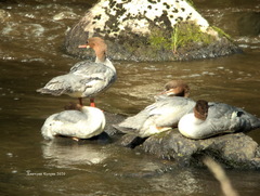 Mergus merganser