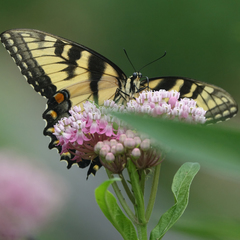 Papilio glaucus