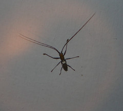 Olenecamptus bilobus