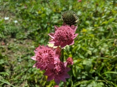Astrantia maxima