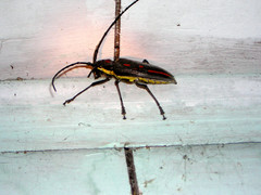 Batocera rosenbergi
