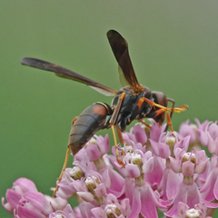 Polistes fuscatus