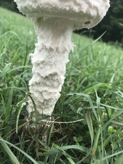 Saproamanita thiersii