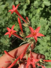 Ipomopsis aggregata aggregata