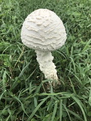 Saproamanita thiersii