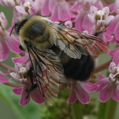 Bombus griseocollis