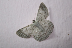 Pingasa chlora