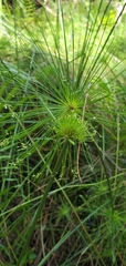 Cyperus prolifer image