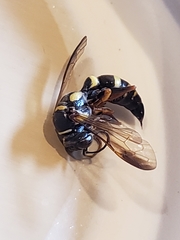 Psammaletes mexicanus