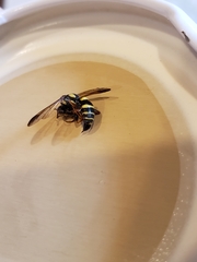 Psammaletes mexicanus