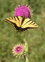 Papilio multicaudata pusillus
