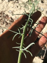 Ipomopsis aggregata aggregata