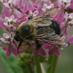 Bombus griseocollis