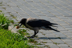 Corvus cornix