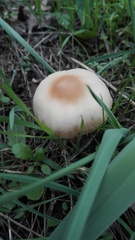Marasmius oreades