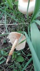 Marasmius oreades