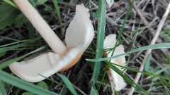Marasmius oreades