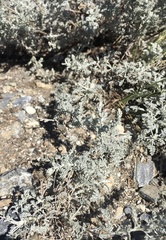 Artemisia vallesiaca