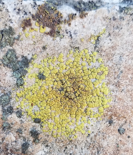 Yellow Cobblestone Lichen