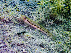 Cobitis taenia