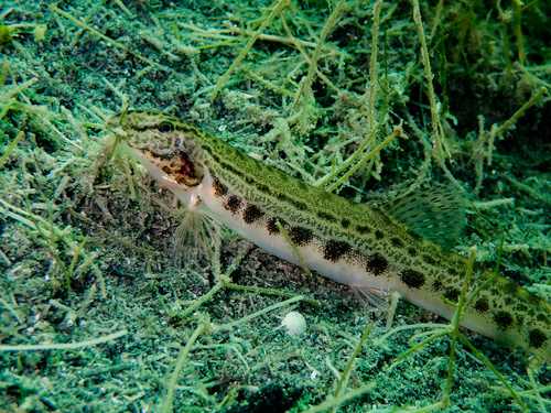 Spined Loach