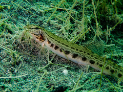 Cobitis taenia