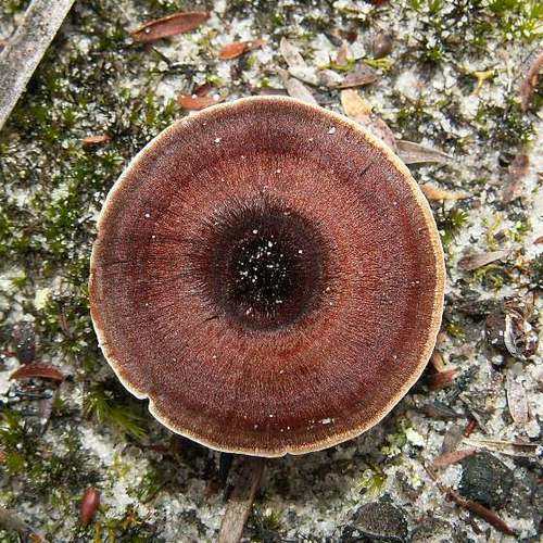 Coltricia australica image
