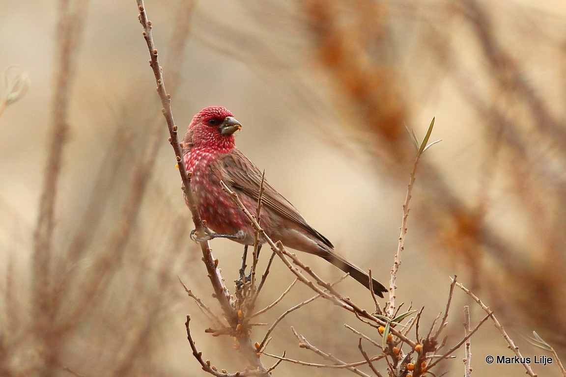Streaked Rosefinch illustration