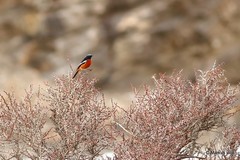 Phoenicurus schisticeps