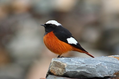 White-winged Redstart, Tukuche, Nepal, photo 8 of 10