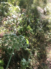 Seseli annuum