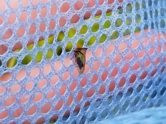 Stictocephala basalis