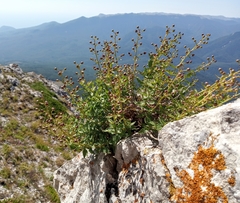 Scrophularia rupestris