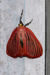 Arctioblepsis rubida