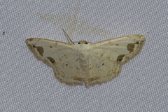 Scopula butleri