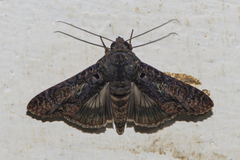 Stictopterinae