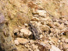 Neocicindela tuberculata