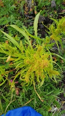 Rumex maritimus