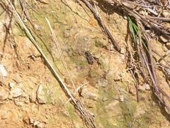 Neocicindela tuberculata