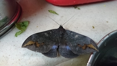 Ischyja ferrifracta