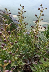 Scrophularia rupestris