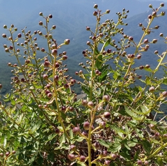 Scrophularia rupestris