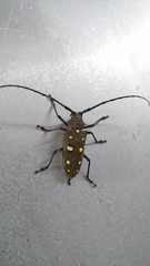Batocera rubus